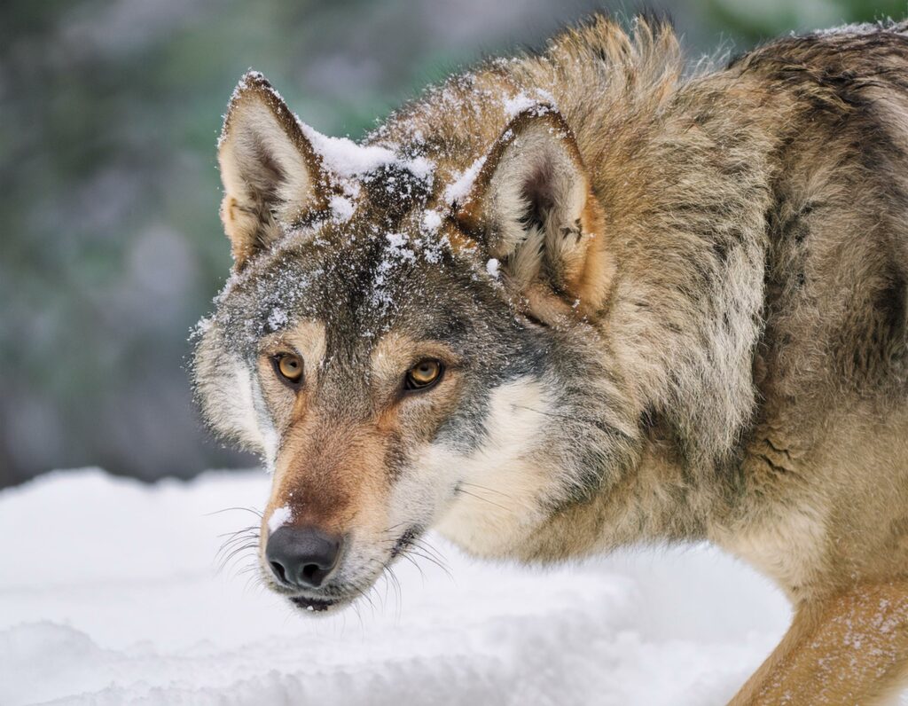 loup Vercors