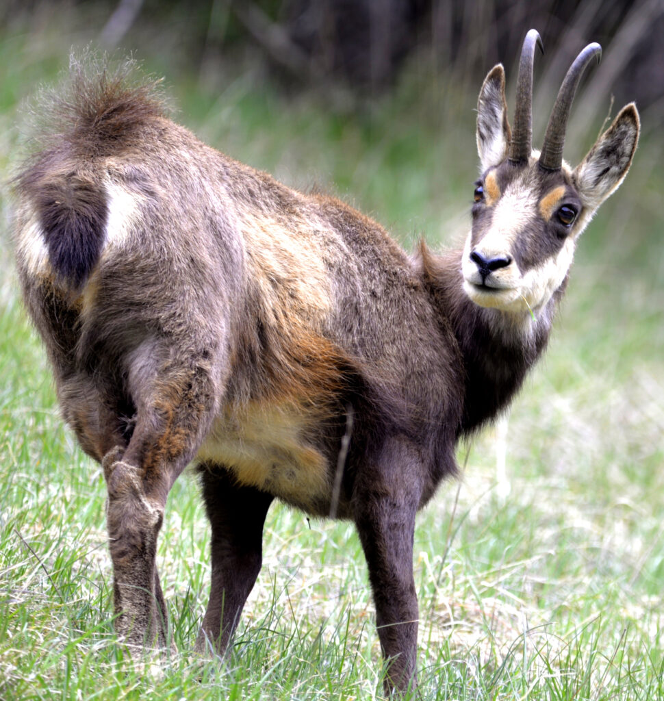 chamois Vercors 