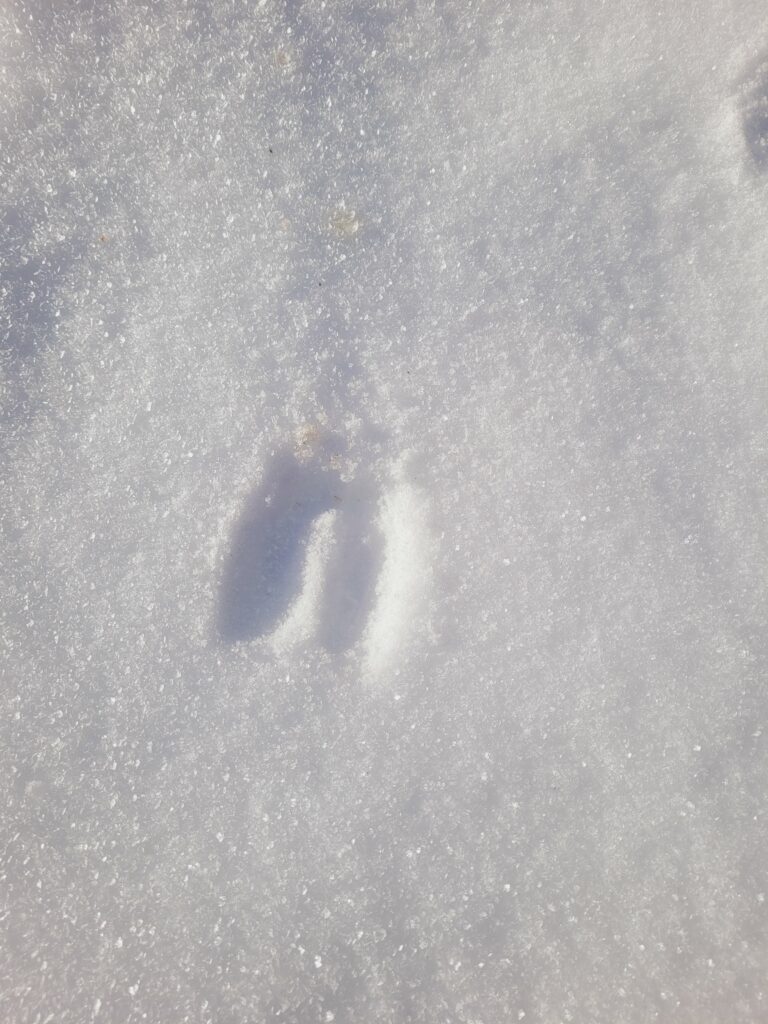 trace de chevreuil