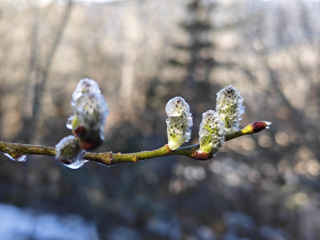entre hiver / printemps hiver 2026  Vercors randonnée