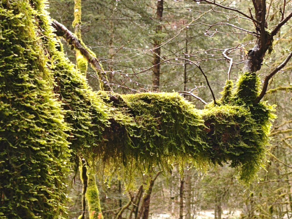 arbre vivant gorge du bruyant hiver 2026 